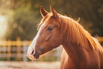 Découvrez l'écurie de rêve pour vos chevaux