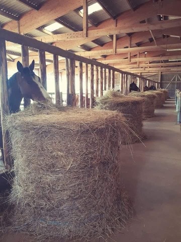 Pension pour chevaux dans nos écuries vers Mâcon